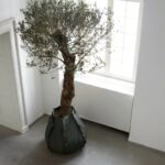 authentics sack plant vaso a sacco in tessuto non tessuto con pianta all'interno